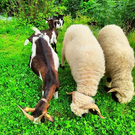 Biobauernhof Obermuehle Appartement *